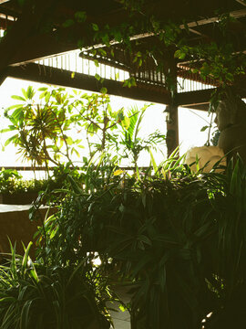Terrasse tropicale noy&eacute;e dans la v&eacute;g&eacute;tation