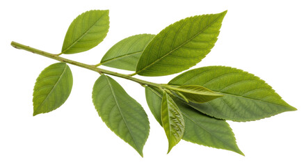 Isolated branch with green leaves