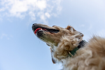 Low-angle view of golden retriever dog with head raised toward blue sky, capturing peaceful mood...