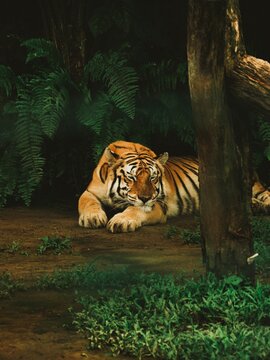 Tigre