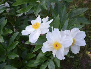 blooming white peony flowers in the garden in spring