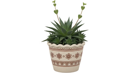Isolated Haworthia Succulent in Pot