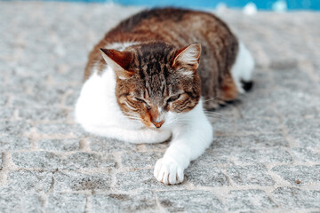 A white and red cat is resting on the street of a European city