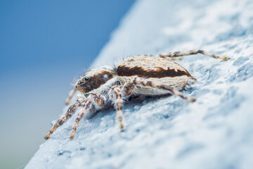 Jumping spider crawling on textured white surface against blue sky