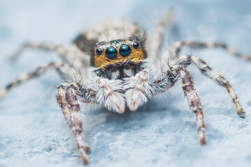 Jumping spider crawling on a light blue surface