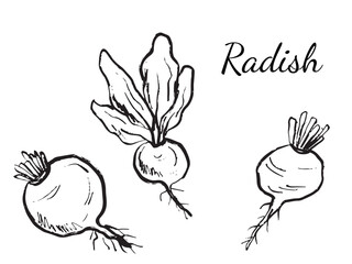 Radish vegetable design in black brush stroke texture isolated on white. Hand drawn vector sketch illustration in vintage charcoal ink. Food drawing, agriculture, farm, market label.