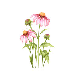 Echinacea Flower Bouquet Illustration