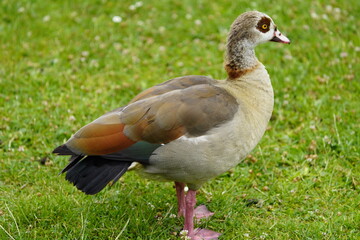 The Egyptian goose (Alopochen aegyptiaca) is a member of the duck, goose, and swan family Anatidae. It is native to Africa south of the Sahara and the Nile Valley. Hanover, Germany.