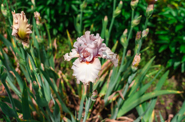 Light lilac iris flowers with fluffy petals. Side view. Blurred background of flowerbed with buds..