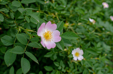 Pink rosehip flower on bush. Rosehip bush (Rosa canina), on which red fruits grow in autumn....