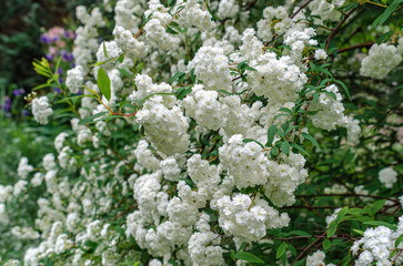 Small white inflorescences of spirea flowers (Latin Spiraea vanhouttei). Deciduous ornamental shrub...