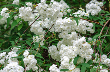 Side view white inflorescences of spirea flowers (Latin Spiraea vanhouttei). Deciduous ornamental...