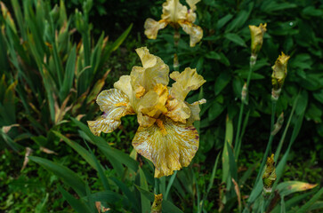 Yellow iris flower with white and purple hues with raindrops in the garden. Background of damaged...