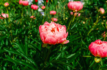 Creamy light pink peony flowers with fluffy center. Flowers and buds on the stem of green bush...