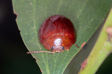 Dicranosterna picea - Leaf Beetle Resting on Leaf After Rain