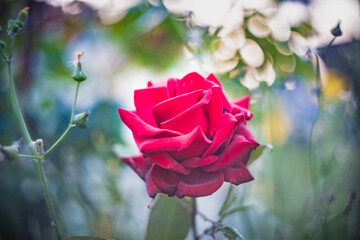 Blume Flower