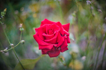 Blume Flower