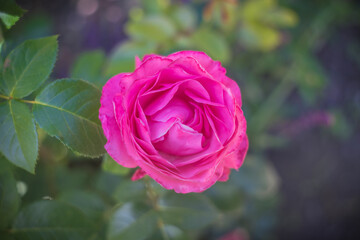 Blume Flower