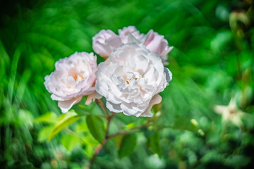 Blume Flower