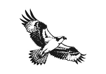 Osprey Bird hand drawn sketch vector illustration