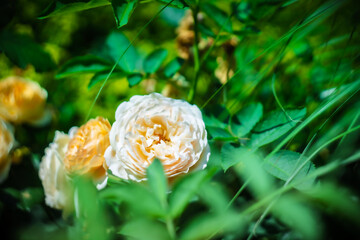 Blume Flower