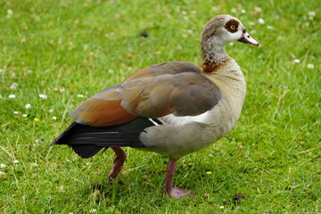 The Egyptian goose (Alopochen aegyptiaca) is a member of the duck, goose, and swan family Anatidae. It is native to Africa south of the Sahara and the Nile Valley. Hanover, Germany.