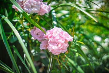 Blume Flower