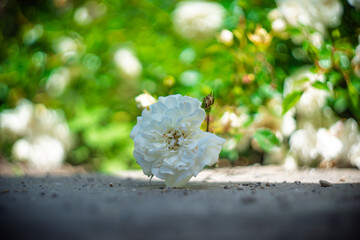 Blume Flower