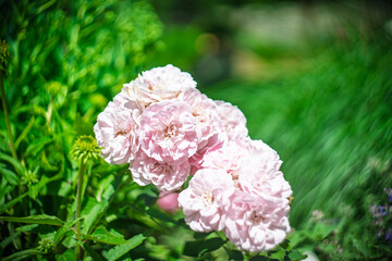 Blume Flower