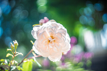 Blume Flower