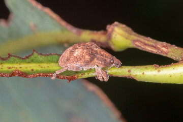 Gonipterini Weevil - Snout Beetle Perched  on Eucalyptus Stem