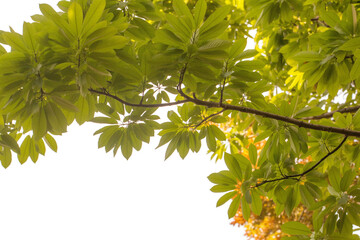 Green leaves and branches against a bright sky