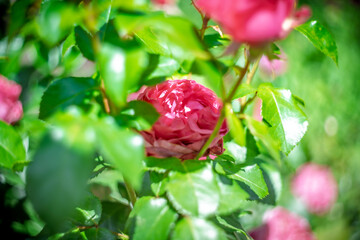 Blume Flower