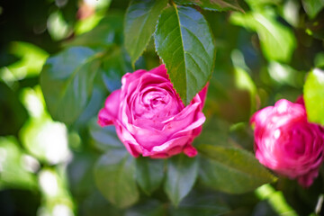 Blume Flower