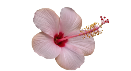 Isolated Hibiscus Flower