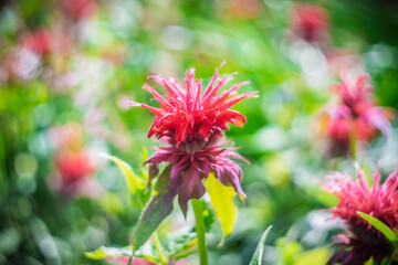 Blume Flower