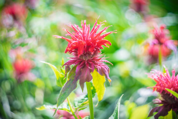 Blume Flower