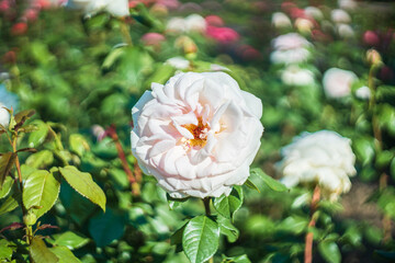 Blume Flower
