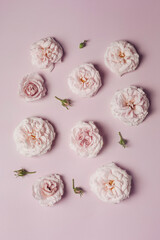 luxurious English roses of pale pink color