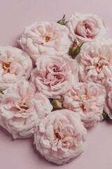 luxurious English roses of pale pink color