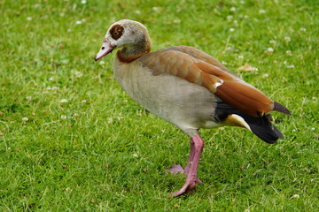 The Egyptian goose (Alopochen aegyptiaca) is a member of the duck, goose, and swan family Anatidae....