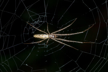 Stretch Spider (Tetragnatha sp.) - Long-Jawed Orbweaver on Web at Night
