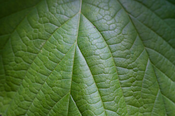 close up of green leaf