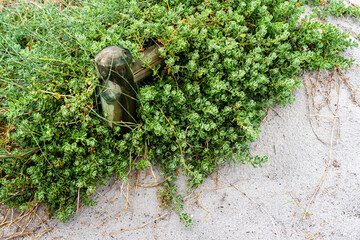 Strandvegetation mit Holzpfahl, Grotto Beach