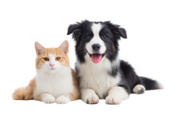 A playful puppy and a calm kitten sitting side by side against a white background. showcasing the bond between pets and their adorable expressions. perfect for pet care articles or advertisements