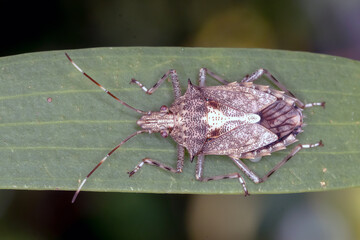 Bromocoris souefi - Dorsal View of Patterned Stink Bug on Green Blade