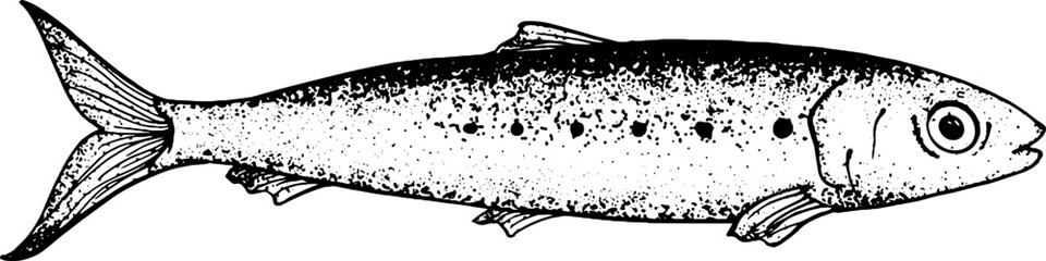 Minimal sardine fish sketch in stripped line art style for canned seafood labels vintage food packaging culinary design and restaurant branding use © Anada77