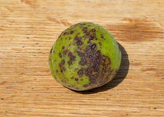 Unripe dropped green Apricot fruit affected by the shot hole disease, Coryneum blight because of...