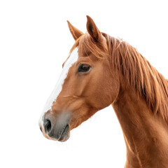 Obraz premium A majestic chestnut horse with a distinctive white blaze stands gracefully against a bright white background. showcasing its elegant features and natural beauty. ideal for equine-themed projects