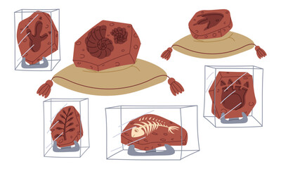 set of fossils, bones, dinosaur footprints, shells on a pillow and on stands under glass. An archaeological find. Flat color illustration. scientific projects, encyclopedias, museum exhibitions © Svetlana